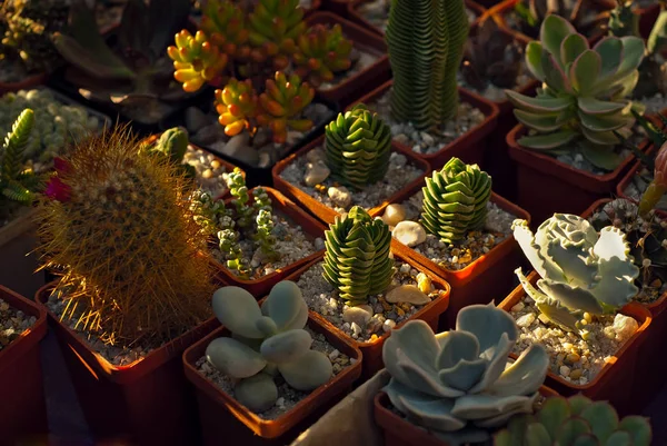 Rare Piante Tropicali Vaso Sul Tavolo Piccoli Vasi Fiori Nella — Foto Stock