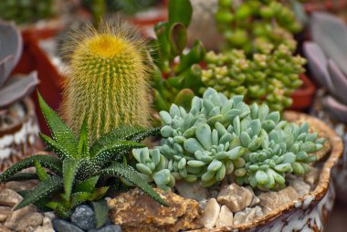 Masadaki saksılarda nadir tropikal bitkiler. Çocuk odasında küçük saksılar. Özel mini bitkiler.