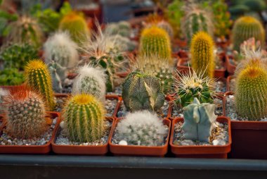 Masadaki saksılarda nadir tropikal bitkiler. Çocuk odasında küçük saksılar. Özel mini bitkiler.