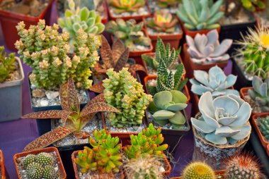 Masadaki saksılarda nadir tropikal bitkiler. Çocuk odasında küçük saksılar. Özel mini bitkiler.