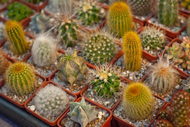 Masadaki saksılarda nadir tropikal bitkiler. Çocuk odasında küçük saksılar. Özel mini bitkiler.