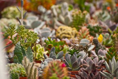 Masadaki saksılarda nadir tropikal bitkiler. Çocuk odasında küçük saksılar. Özel mini bitkiler.