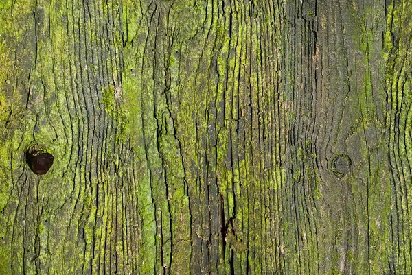 古い木製の板の質感 緑の苔で汚れと傷付きボード — ストック写真