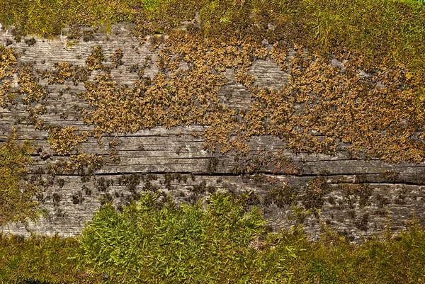 Texture Vecchia Tavola Legno Tavola Sporca Graffiata Con Muschio Verde — Foto Stock