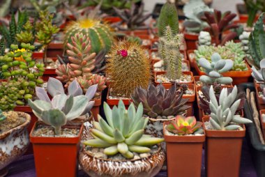 Masadaki saksılarda nadir tropikal bitkiler. Çocuk odasında küçük saksılar. Özel mini bitkiler.