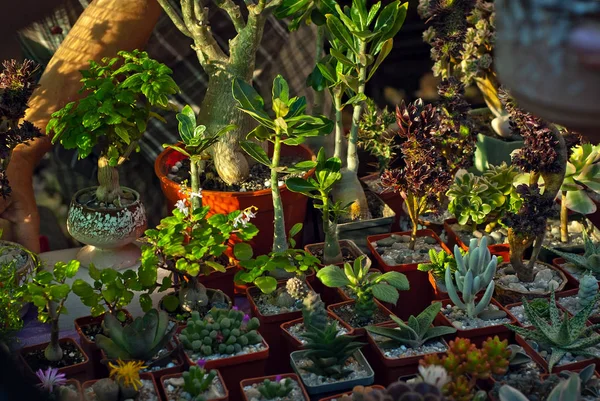 テーブルの上の鉢の中の珍しい熱帯植物 保育園の小さな植木鉢 排他的なミニプラント — ストック写真