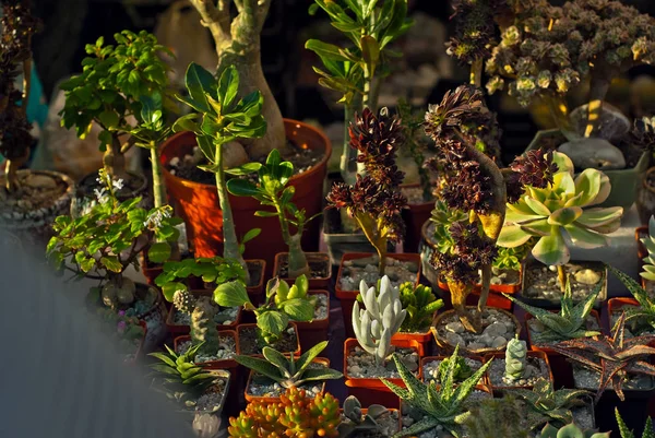 Plantas Tropicales Raras Macetas Sobre Mesa Pequeñas Macetas Vivero Mini —  Fotos de Stock