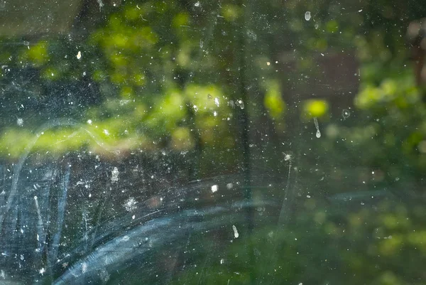 Poeira Sujeira Janela Quintal Casa Fundo Sujeira Vidro Afiada Vegetação — Fotografia de Stock