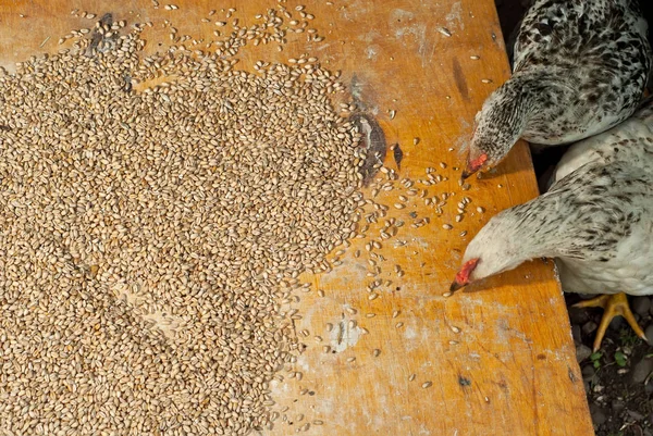 Textura Grâului Cerealele Sunt Împrăștiate Placă Veche Placaj Puii Mănâncă — Fotografie, imagine de stoc