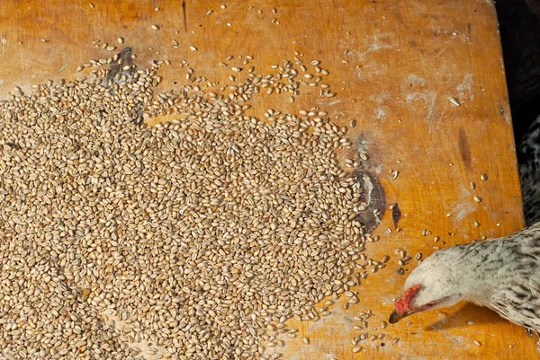 Textura Grâului Cerealele Sunt Împrăștiate Placă Veche Placaj Puii Mănâncă — Fotografie, imagine de stoc