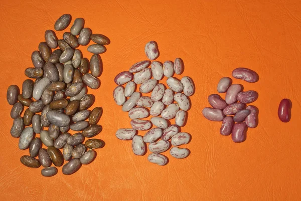 多くの豆は種によって分類される 豆は種によって分類される オレンジの背景に隔離された新鮮な若い豆 組合とグループ 友情と再会の概念 — ストック写真