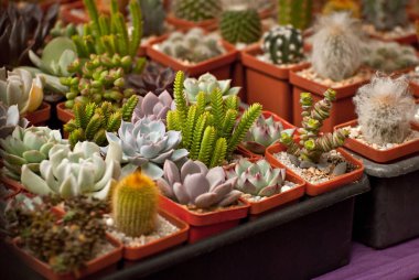 Masadaki saksılarda nadir tropikal bitkiler. Çocuk odasında küçük saksılar. Özel mini bitkiler.