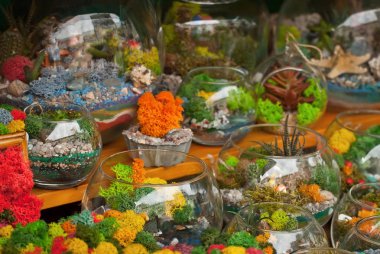 Dekoratif yosun dokusu. İç dizayn için farklı renklerde doğal yosun. Tencere ve vazolarda çok renkli yosun örnekleri.