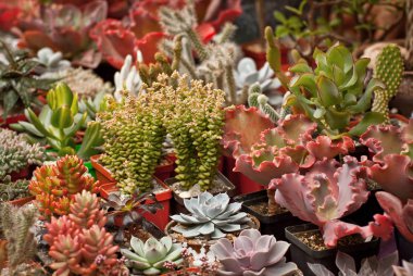 Masadaki saksılarda nadir tropikal bitkiler. Çocuk odasında küçük saksılar. Özel mini bitkiler.