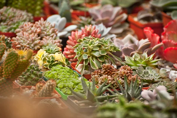 Rare Tropical Plants Pots Table Small Flowerpots Nursery Exclusive Mini — Stock Photo, Image