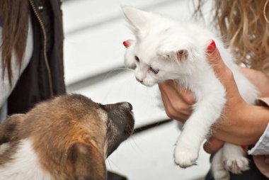 Kedi yavrusu köpeğe sarılmak istiyor çünkü köpeğe bayılıyor. Beyaz bir arka planda küçük bir kedi yavrusu. Dostluk, barış, güven ve anlayış kavramı.