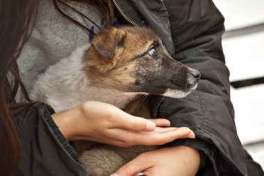 Girl holding a homeless puppy on her lap. Woman warms her hands with homeless dog. clipart