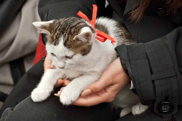 Kucağında Kedi Tutan Bir Kız Bir Kadın Küçük Evsiz Bir — Stok fotoğraf