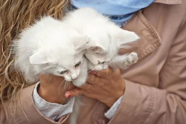 白いふわふわの子猫2匹を手に持つ少女 女性は小さなホームレスの動物の手を暖める 女の子でコート販売猫 — ストック写真