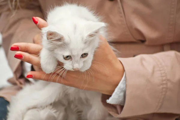 白いふわふわの子猫2匹を手に持つ少女 女性は小さなホームレスの動物の手を暖める 女の子でコート販売猫 — ストック写真