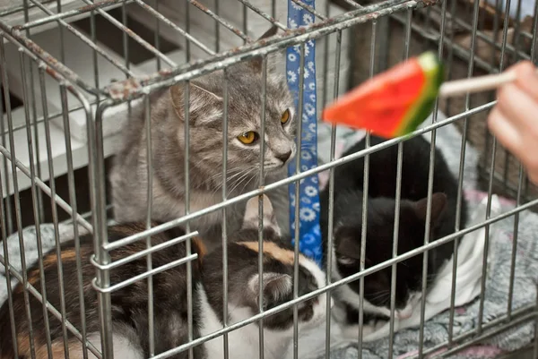 Gri Çizgili Bir Kedi Yavrusu Bir Adamın Onu Evcilleştirmesini Bekliyor — Stok fotoğraf