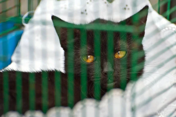 Das Schwarze Kätzchen Wartet Darauf Dass Sein Neues Herrchen Aus — Stockfoto