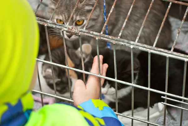 Gri Çizgili Bir Kedi Yavrusu Bir Adamın Onu Evcilleştirmesini Bekliyor — Stok fotoğraf