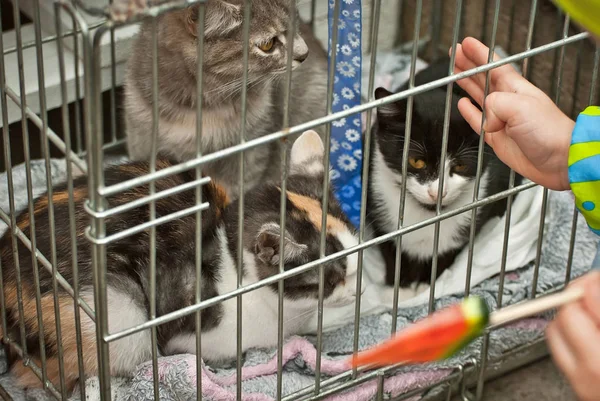 Gri Çizgili Bir Kedi Yavrusu Bir Adamın Onu Evcilleştirmesini Bekliyor — Stok fotoğraf