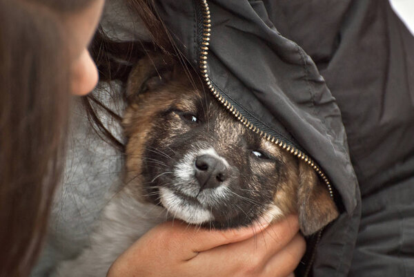 Девушка держит на коленях бездомного щенка. Женщина греет руки бездомной собакой.