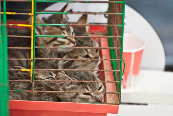 Das Grau Gestreifte Kätzchen Wartet Darauf Dass Sein Neues Herrchen — Stockfoto