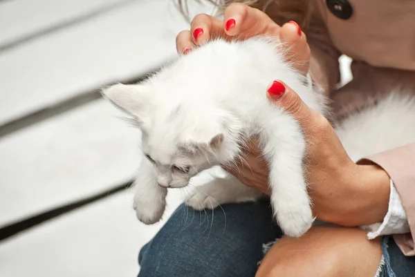 Mädchen Mit Zwei Weißen Flauschigen Kätzchen Den Händen Frau Wärmt — Stockfoto