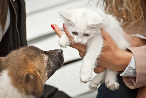 子猫は犬を抱きかかえたがっている 白い背景に小さな子猫が手をつないでいます 理解の概念 — ストック写真