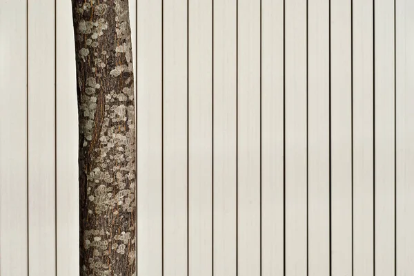 縞模様の白い壁の背景に木 自分の裏地の背景に細い木の樹皮 — ストック写真