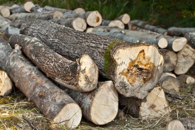 Kesilen ağaçlar yerde yatıyor. Kütükler ormanın arka planındaki bir yığın üzerine kapanır. Yasadışı ormanların yok edilmesi ve çevresel koruma kavramı.