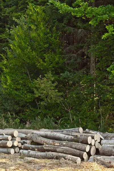 Gevelde Bomen Liggen Grond Logs Een Stapel Een Achtergrond Van — Stockfoto