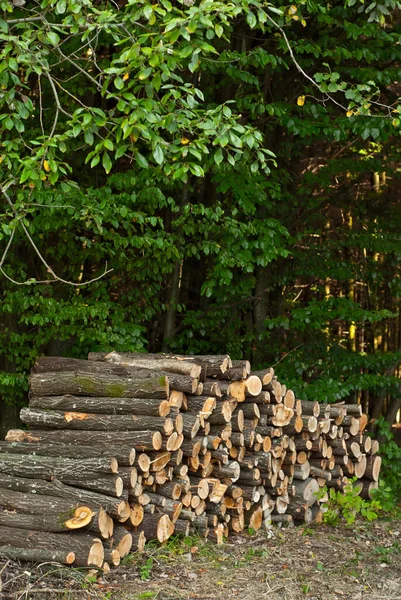 Die Gefällten Bäume Liegen Auf Dem Boden Baumstämme Auf Einem — Stockfoto