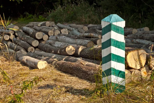 Die Gefällten Bäume Liegen Auf Dem Boden Baumstämme Auf Einem — Stockfoto