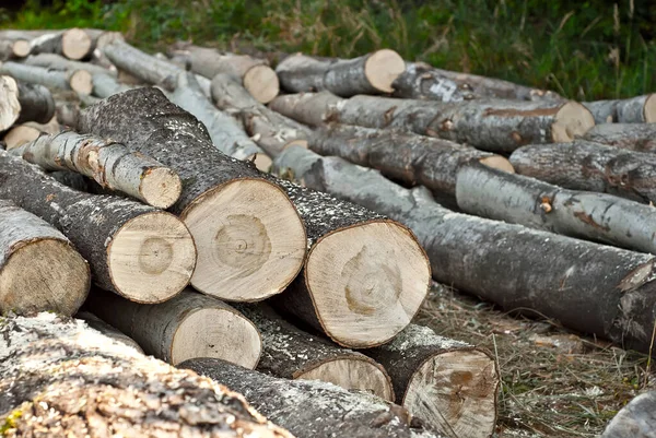 Kesilen ağaçlar yerde yatıyor. Kütükler ormanın arka planındaki bir yığın üzerine kapanır. Yasadışı ormanların yok edilmesi ve çevresel koruma kavramı.
