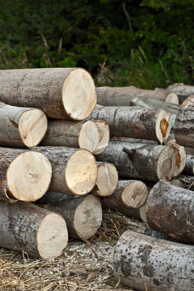 Les Arbres Abattus Reposent Sur Sol Bûches Ferment Sur Une — Photo