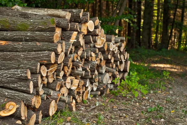 Die Gefällten Bäume Liegen Auf Dem Boden Baumstämme Auf Einem — Stockfoto