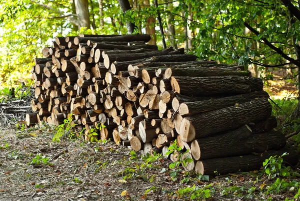 Kácené Stromy Leží Zemi Záznamy Hromadě Pozadí Lesa Koncept Nelegálního — Stock fotografie