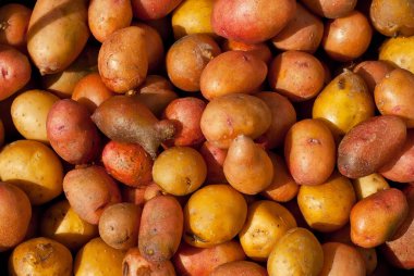 Çok patates var. Patates püresi. Sarı ve kırmızı patates yığını..