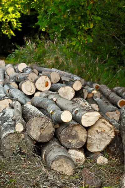 Kivágott Fák Földön Hevernek Rönkök Záródnak Egy Halom Erdő Hátterében — Stock Fotó