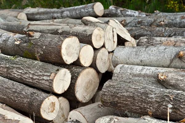 Die Gefällten Bäume Liegen Auf Dem Boden Baumstämme Schließen Sich — Stockfoto