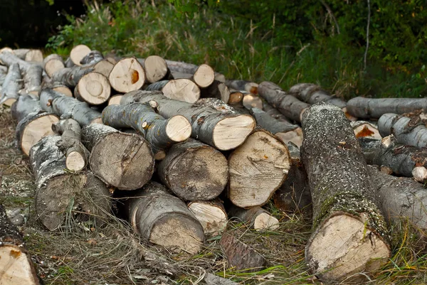 Les Arbres Abattus Reposent Sur Sol Bûches Ferment Sur Une — Photo