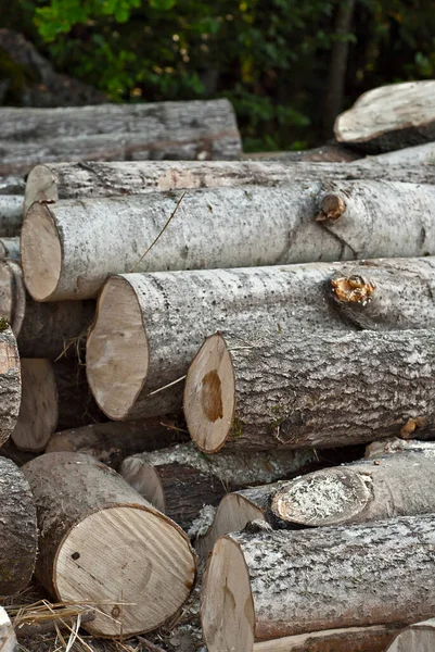 Kácené Stromy Leží Zemi Záznamy Uzavírají Hromadě Pozadí Lesa Koncept — Stock fotografie