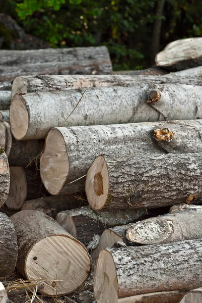 Die Gefällten Bäume Liegen Auf Dem Boden Baumstämme Schließen Sich — Stockfoto