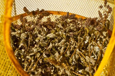 Şifalı bitkiler ızgarada kurutulur. Kuru nane şekerini kapat..