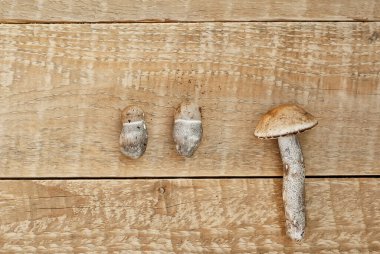 Tahta üzerinde kahverengi Birch Bolete (Leccinum scabrum; Boletus scaber). Eski bir tahta üzerinde çiğ mantar. Metin için boşluk ve boşluk kopyala.