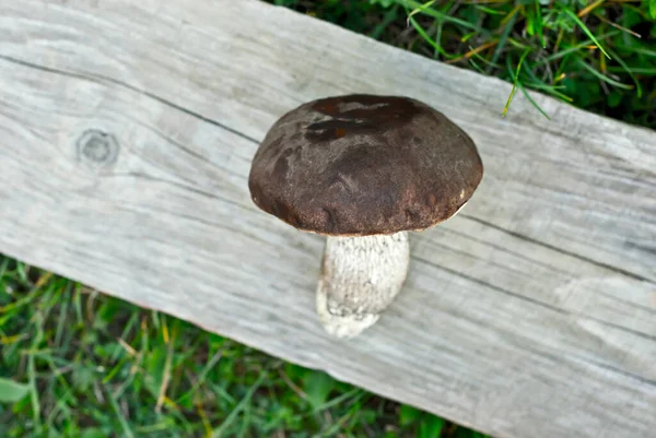 Brown Birch Bolete Leccinum Scabrum Boletus Scaber Ξύλινη Σανίδα Ωμά — Φωτογραφία Αρχείου